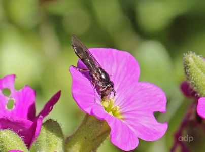 Platycheirus albimanus, female, hoverfly, Alan Prowse